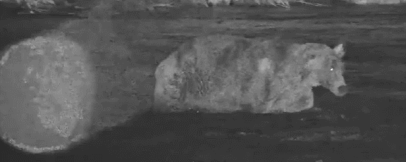 10-Sep-23 Otis Meanders Across the River GIF by Blair-55 | Copyright National Parks Service and/or Explore.org