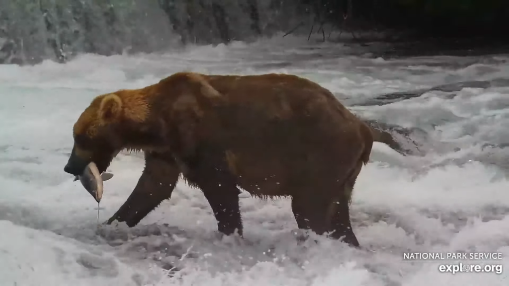 10-Aug-23 Otis With HUGE Salmon | Copyright National Parks Service and/or Explore.org