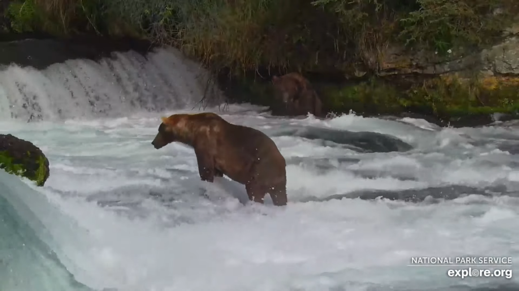 10-Sep-23 Otis at the Conveyor at Brooks Falls | Copyright National Parks Service and/or Explore.org