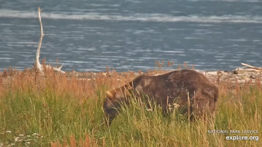 10-Sep-23 Otis Awakes from his nap on the Spit | Copyright National Parks Service and/or Explore.org