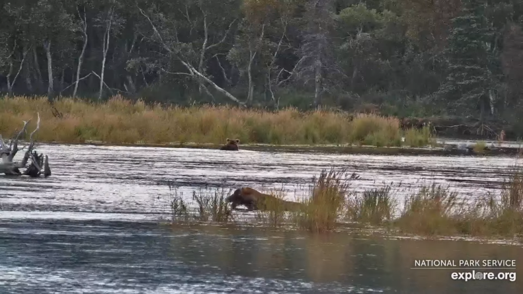 10-Sep-23 Otis Eating in the Lower River | Copyright National Parks Service and/or Explore.org