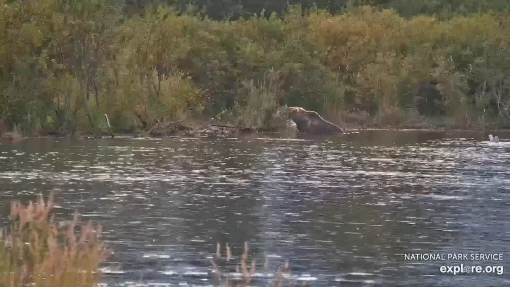 10-Sep-23 Otis Eating in the Lower River | Copyright National Parks Service and/or Explore.org