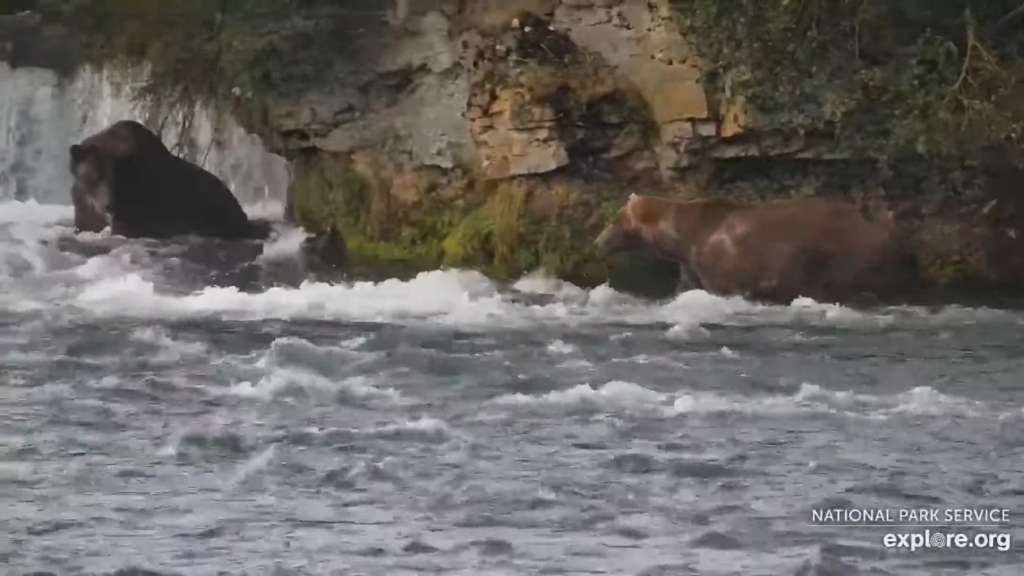 11-Sep-23 Otis Notices a Boulder Bear in His Office | Copyright National Parks Service and/or Explore.org