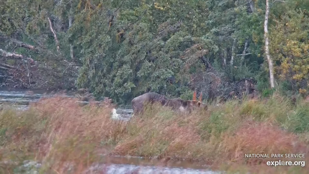 11-Sep-23 Otis Eating in the Lower River with his Bum in the Air | Copyright National Parks Service and/or Explore.org