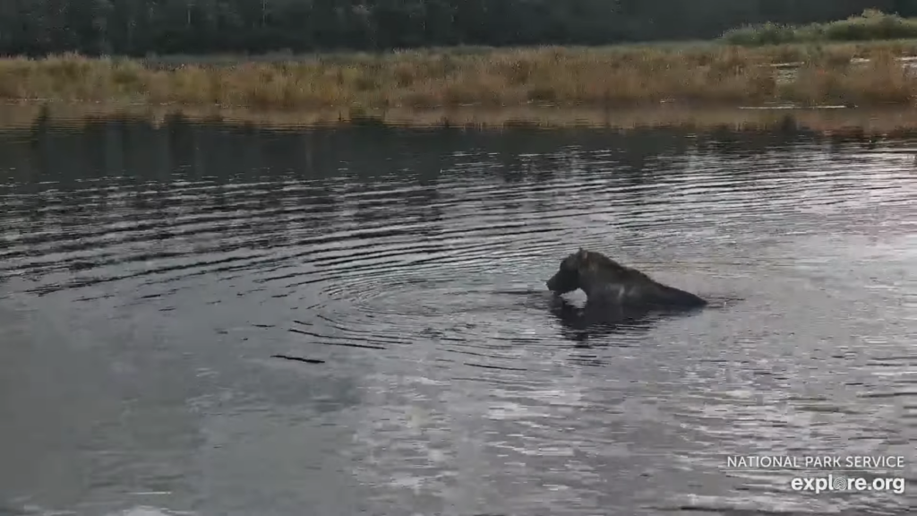 11-Sep-23 Otis Eating Salmon on the River | Copyright National Parks Service and/or Explore.org