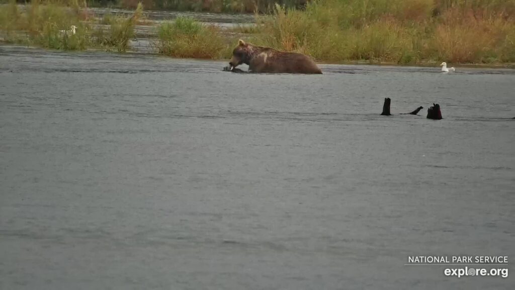 12-Sep-23 Otis Dining on the River by MNBEARWATCHER | Copyright National Parks Service and/or Explore.org