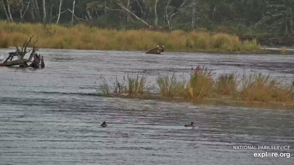 12-Sep-23 Otis Dining on the River by MNBEARWATCHER | Copyright National Parks Service and/or Explore.org