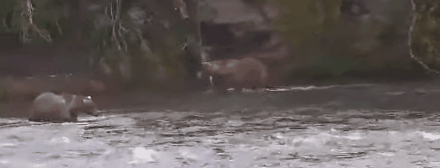 12-Sep-23 - Otis and Overfly do a drive-by GIF by SYDNEYH | Copyright National Parks Service and/or Explore.org