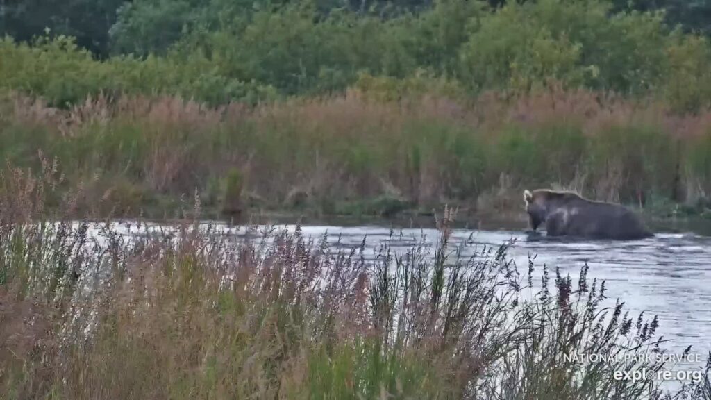 12-Sep-23 Otis Eating DOAs by MNBEARWATCHER | Copyright National Parks Service and/or Explore.org