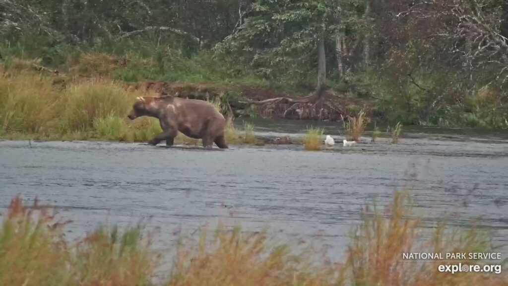 12-Sep-23 Otis On the Lower River | Copyright National Parks Service and/or Explore.org