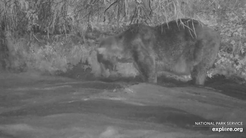 11-Sep-23 Otis Night Fishing in his Office | Copyright National Parks Service and/or Explore.org