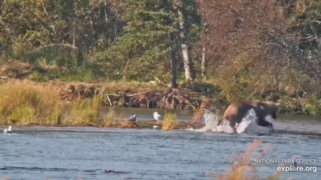 17-Sep-23 Otis Runs to catch a salmon | Copyright National Parks Service and/or Explore.org