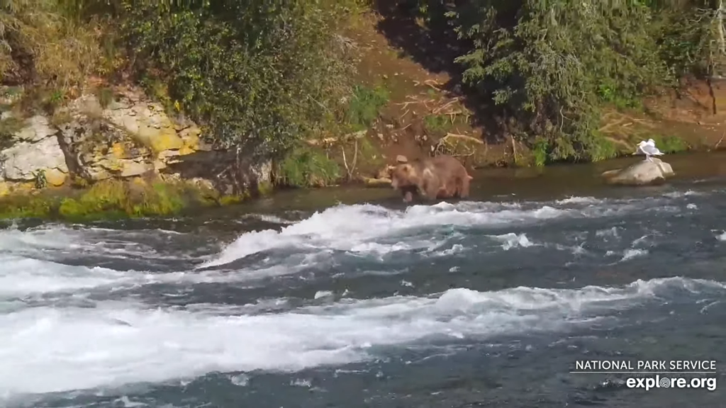 17-Sep-23 Otis Arrives at the Falls | Copyright National Parks Service and/or Explore.org