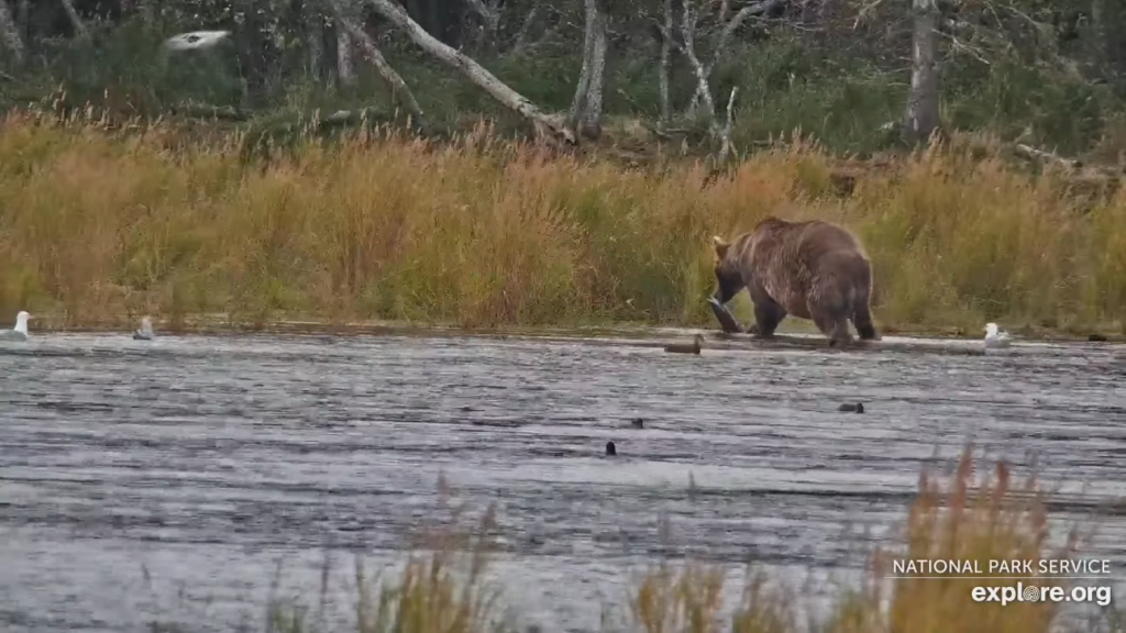 17-Sep-23 Otis with huge DOA | Copyright National Parks Service and/or Explore.org