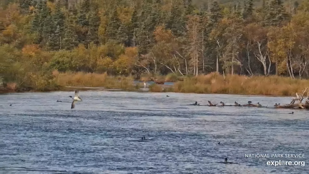 18-Sep-23 Otis Circle Fishing in the Lower River | Copyright National Parks Service and/or Explore.org