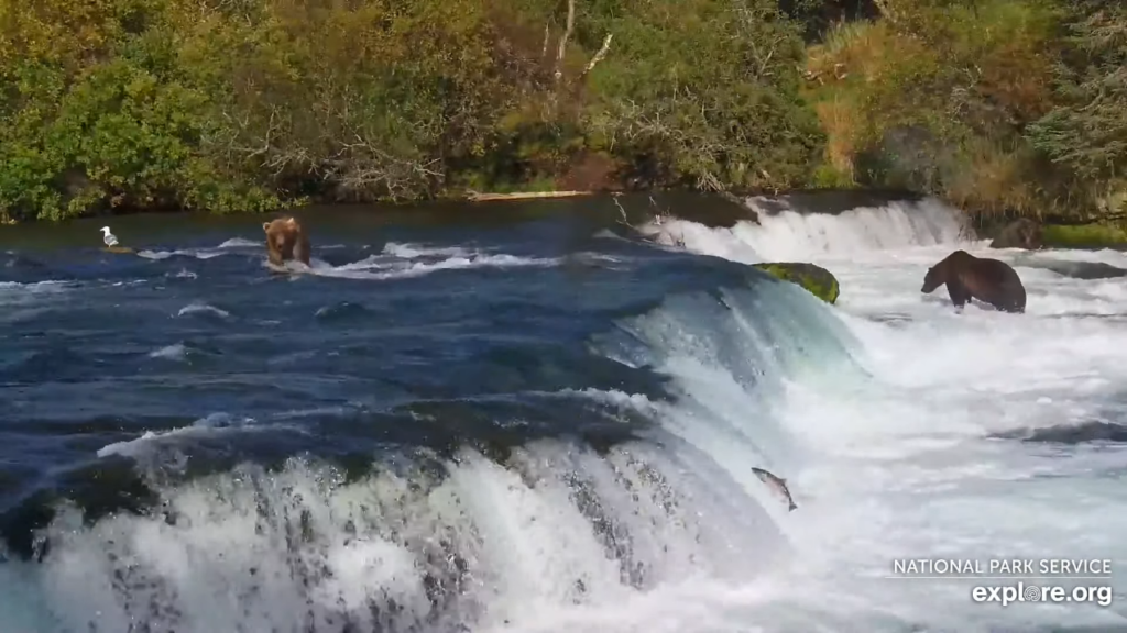 18-Sep-23 Otis Walks Across the Falls as a Fish Jumps | Copyright National Parks Service and/or Explore.org