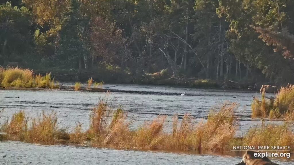 18-Sep-23 Golden Eats DOAs on the River | Copyright National Parks Service and/or Explore.org