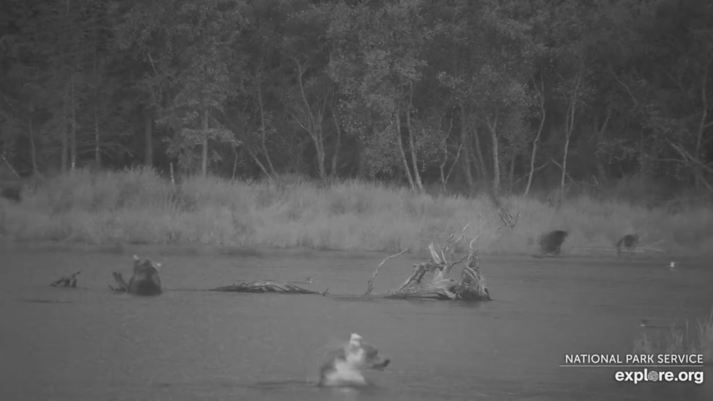 18-Sep-23 Otis Dining at the Log Table | Copyright National Parks Service and/or Explore.org