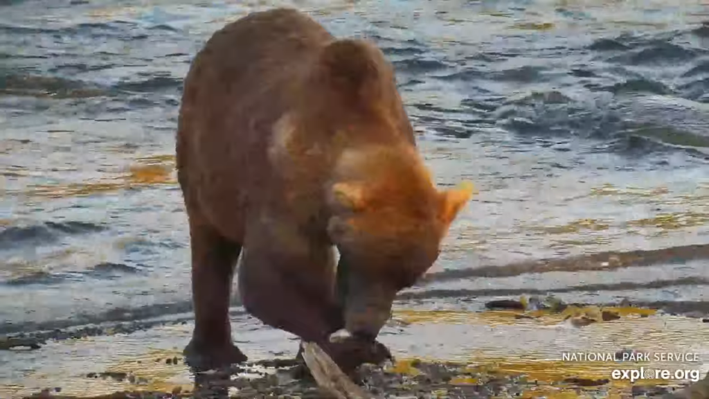 18-Sep-23 Otis Balancing a Salmon Scrap on his Paw | Copyright National Parks Service and/or Explore.org