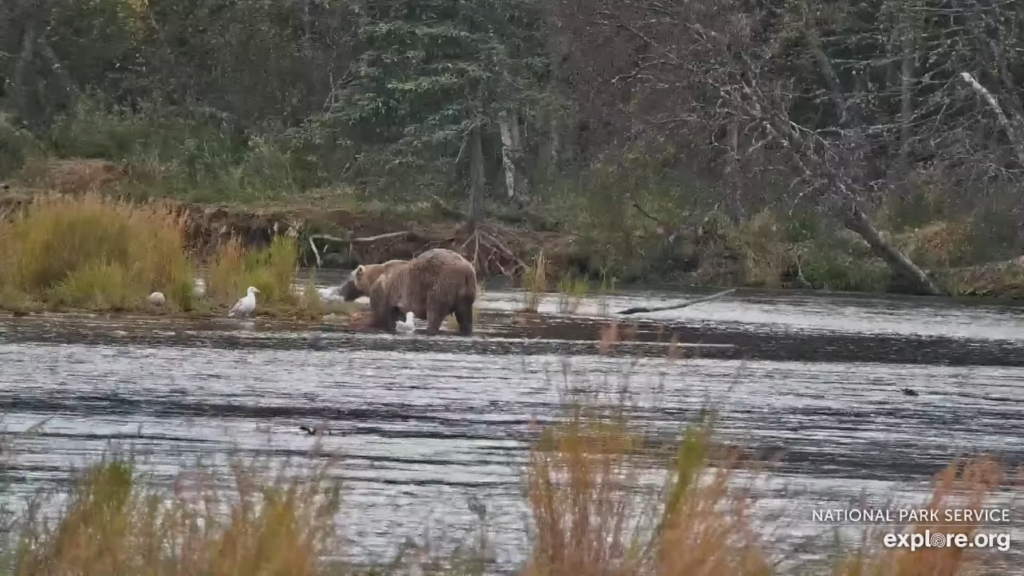 19-Sep-23 Otis Doing Yoga and Eating Fresh Salmon | Copyright National Parks Service and/or Explore.org