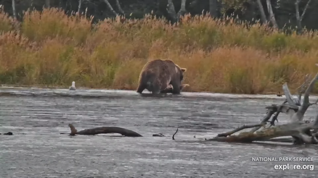 19-Sep-23 Otis with Large Salmon 2 | Copyright National Parks Service and/or Explore.org