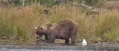 19-Sep-23 Otis eating fresh salmon on River Watch GIF by BLAIR-55 | Copyright National Parks Service and/or Explore.org