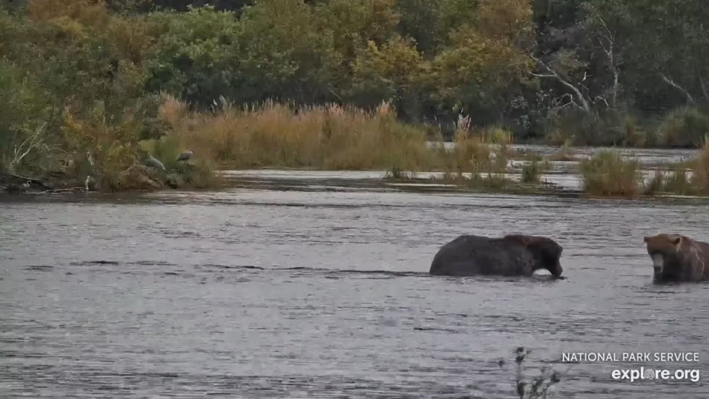 19-Sep-23 Otis and 747 Look Away | Copyright National Parks Service and/or Explore.org