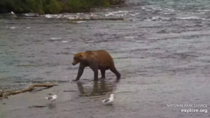 20-Sep-23 Otis Arrives at the Falls | Copyright National Parks Service and/or Explore.org