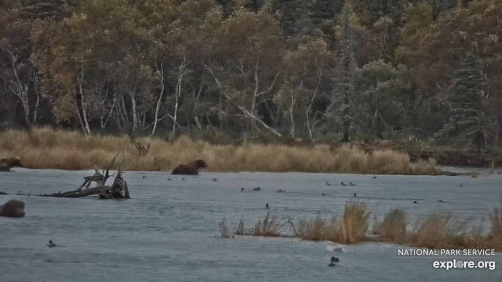 20-Sep-23 Otis Appears at Left of Screen | Copyright National Parks Service and/or Explore.org