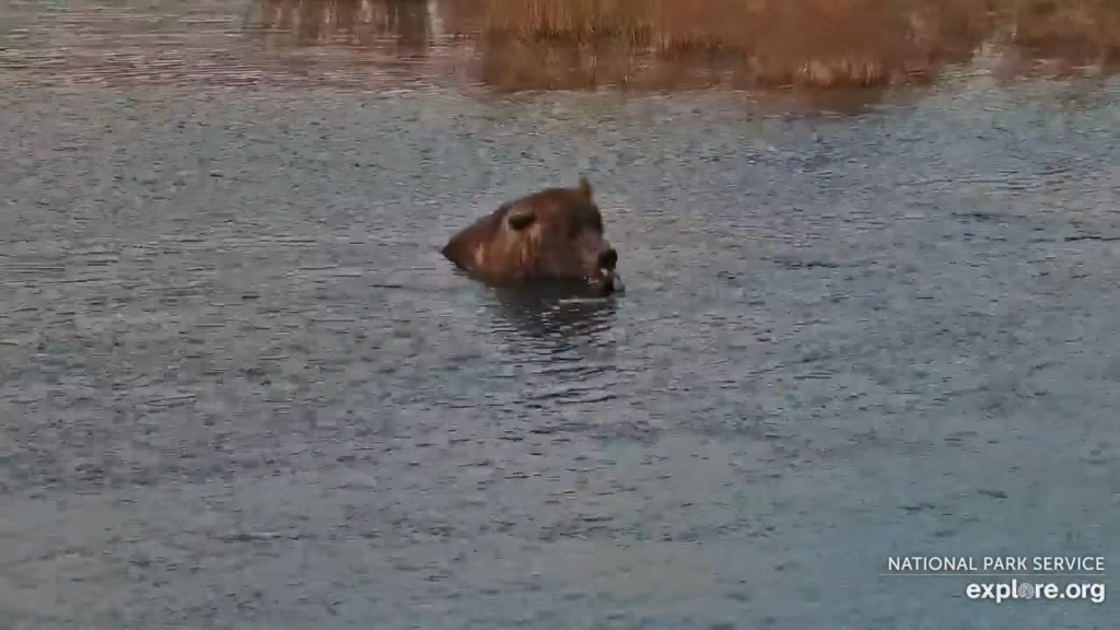 21-Sep-23 Otis Eating Spawned Salmon | Copyright National Parks Service and/or Explore.org