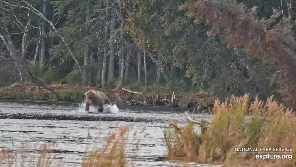 23-Sep-23 Otis Pounces to catch a Salmon in the River | Copyright National Parks Service and/or Explore.org