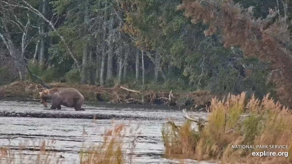 23-Sep-23 Otis catches fresh salmon in the River | Copyright National Parks Service and/or Explore.org