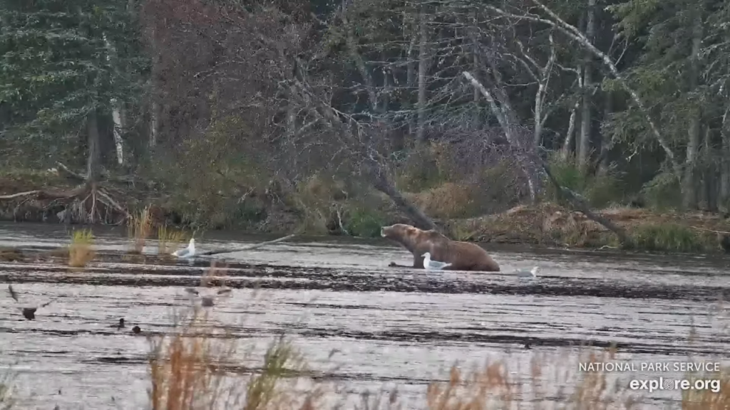 23-Sep-23 Shares Salmon with Alice | Copyright National Parks Service and/or Explore.org