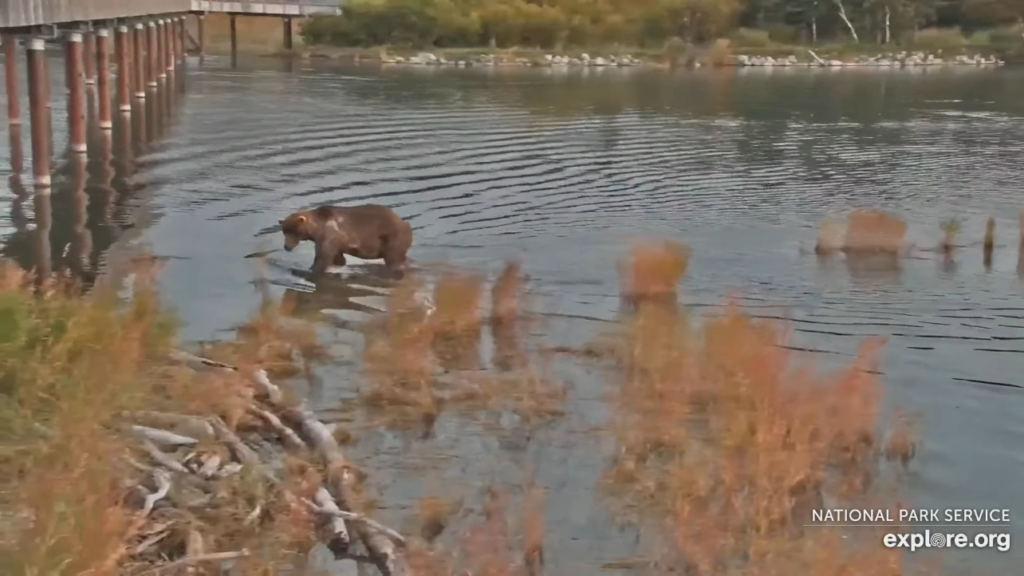 23-Sep-23 Otis Meander Fishing | Copyright National Parks Service and/or Explore.org