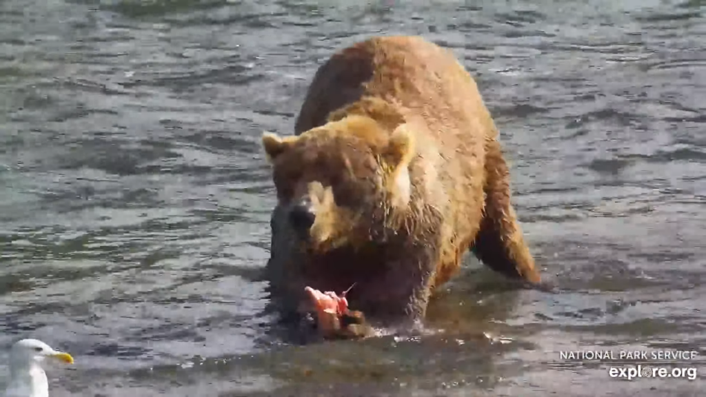 24-Sep-23 Otis Dining on Fresh Salmon at Brooks Falls | Copyright National Parks Service and/or Explore.org