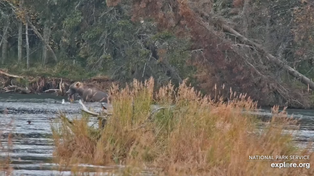 24-Sep-23 Otis Eating Fish with Alice Nearby | Copyright National Parks Service and/or Explore.org