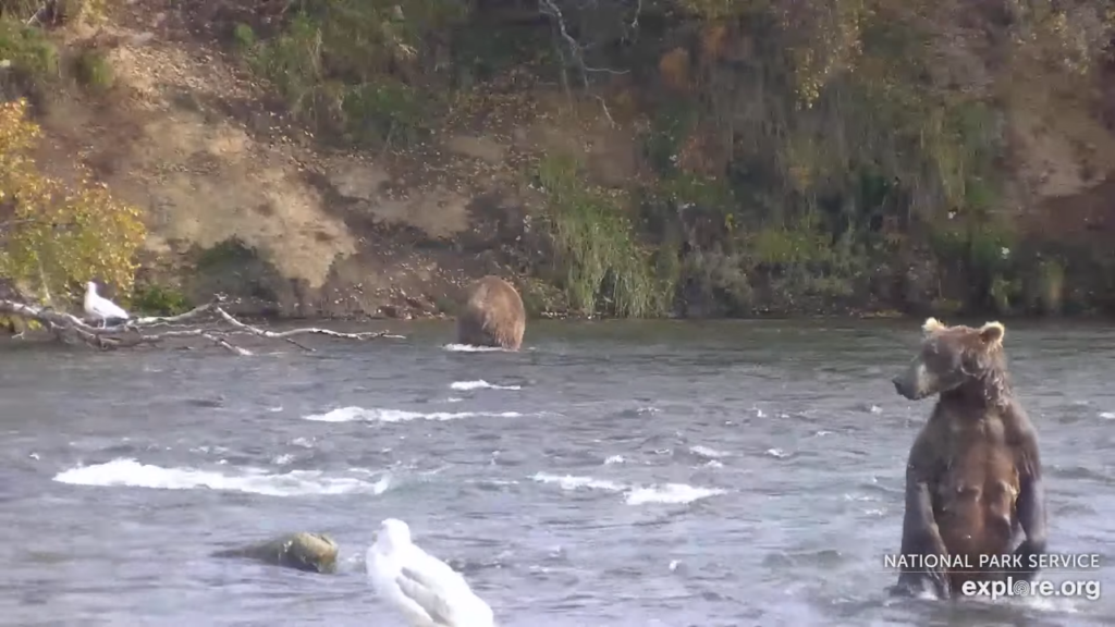 28-Sep-23 Splashy Mama Bear photo bombs Otis hind end view | Copyright National Parks Service and/or Explore.org