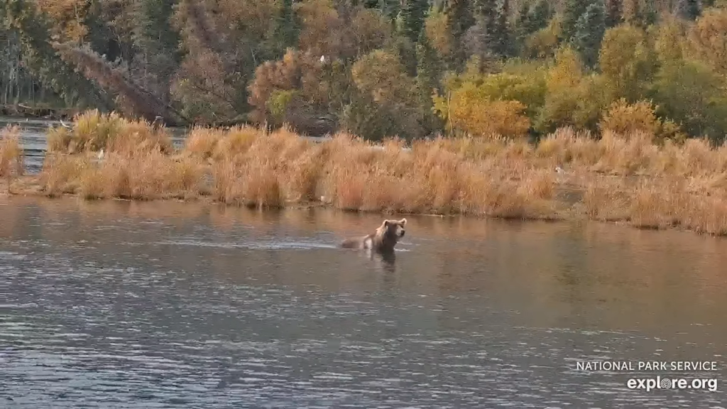 28-Sep-23 Otis Swimming in the River | Copyright National Parks Service and/or Explore.org