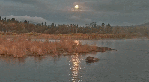 29-Sep-23 Otis Swimming in the River as the sun rises in the fog with the full moon in the sky GIF by BLAIR-55 | Copyright National Parks Service and/or Explore.org