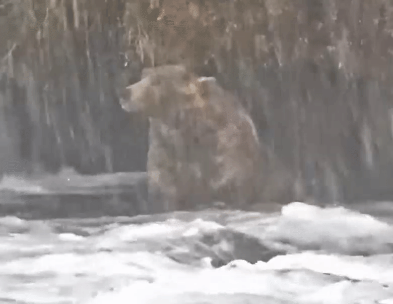 30-Sep-21 Otis Fishing in the Snow GIF by SCOOCH | Copyright National Parks Service and/or Explore.org