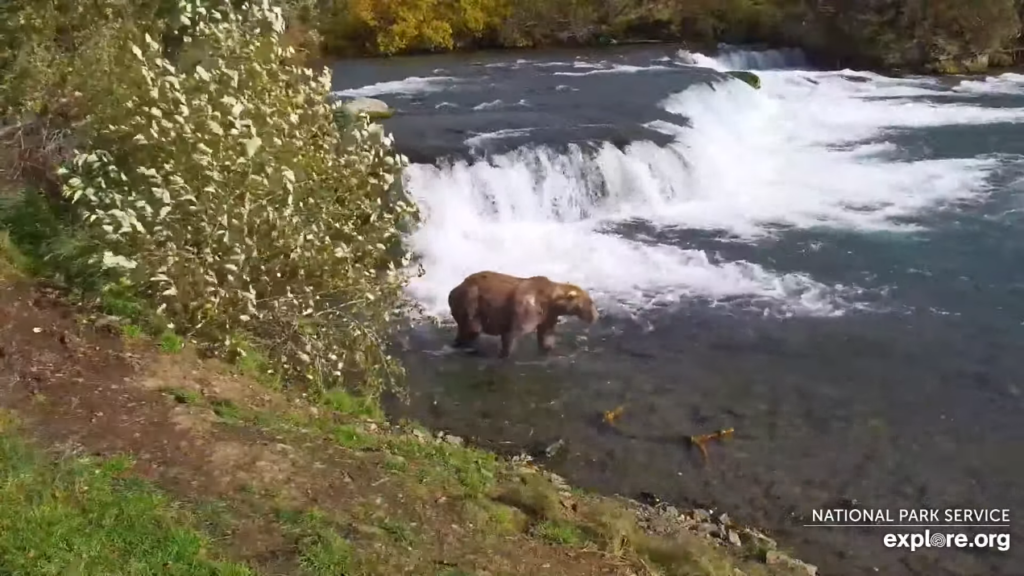 30-Sep-23 Otis Returns to the Falls from Naps or Fishing | Copyright National Parks Service and/or Explore.org