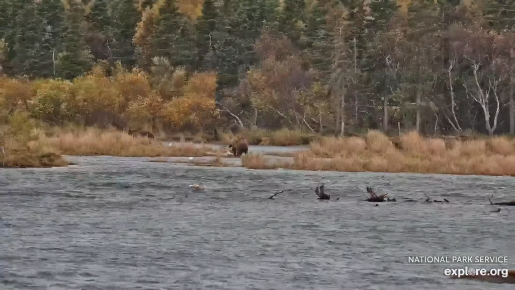 30-Sep-23 Otis Eating Salmon in the River Way Back | Copyright National Parks Service and/or Explore.org