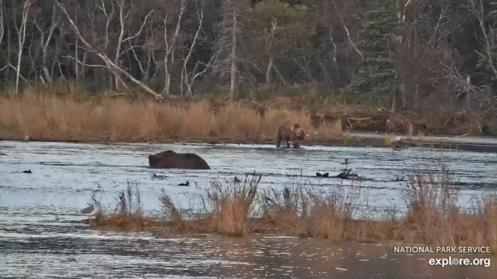 1-Oct-23 Otis Eats Salmon | Copyright National Parks Service and/or Explore.org