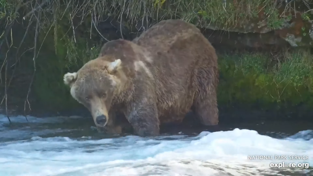 4-Oct-23 Otis in his Office | Copyright National Parks Service and/or Explore.org