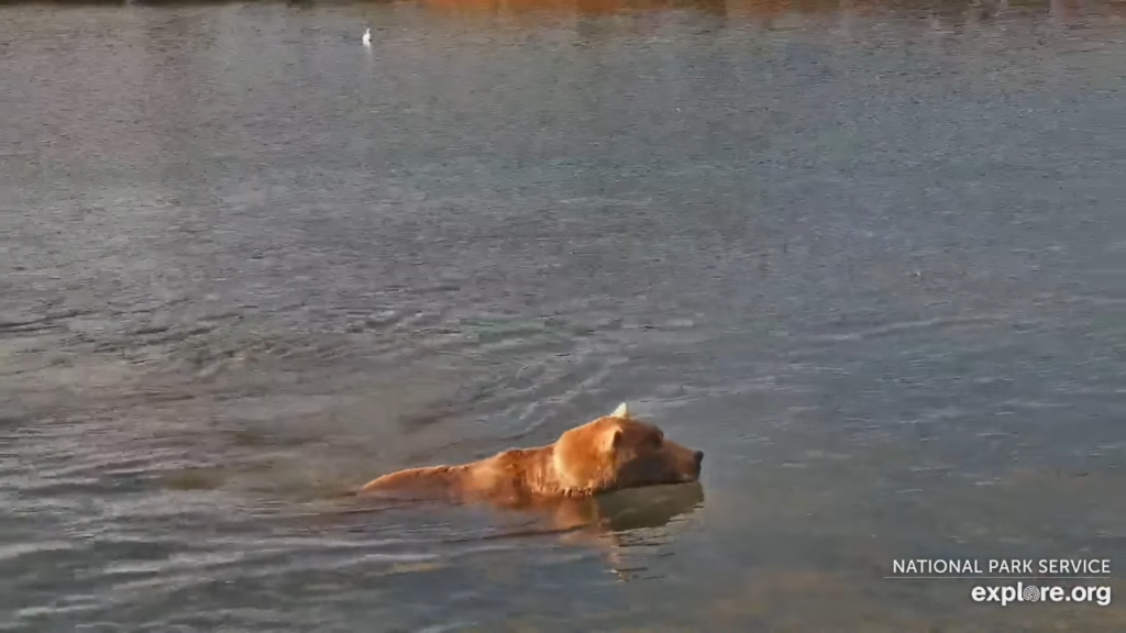 1-Oct-23 Otis Swims in the River | Copyright National Parks Service and/or Explore.org