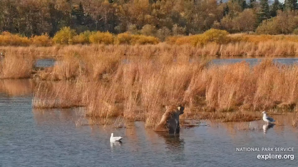 1-Oct-23 Otis Eats a Fish | Copyright National Parks Service and/or Explore.org