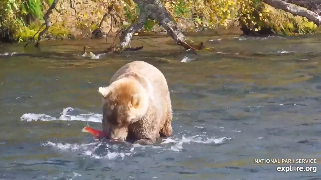 1-Oct-23 Otis Eats Salmon | Copyright National Parks Service and/or Explore.org