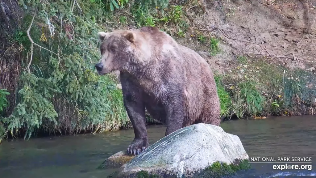 1-Oct-23 Otis Stands on Rocks | Copyright National Parks Service and/or Explore.org