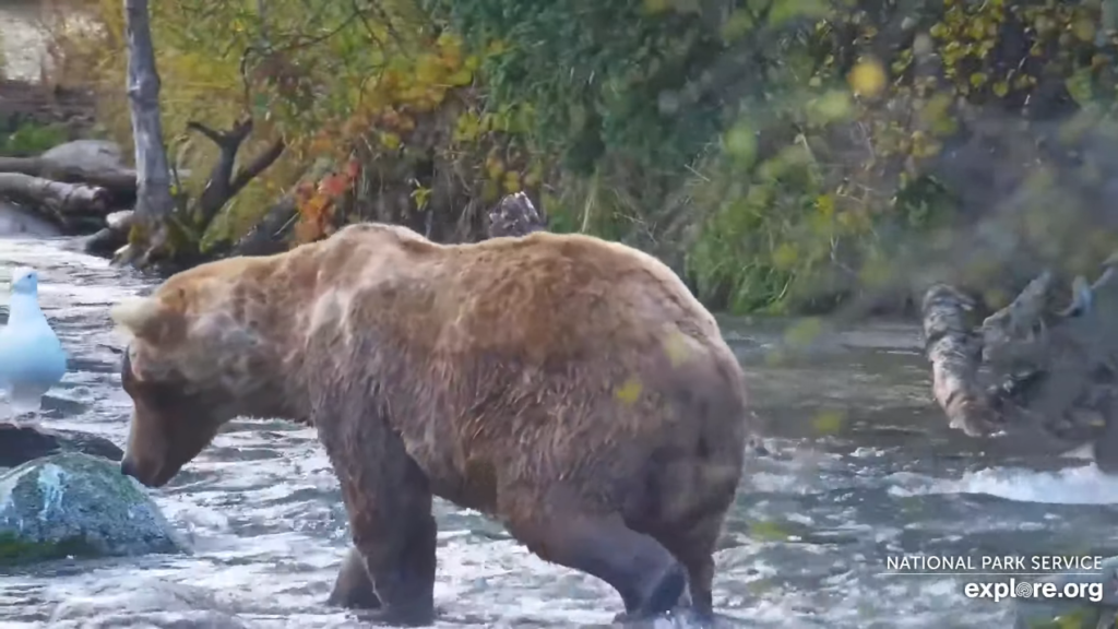 1-Oct-23 Otis Greets Alice | Copyright National Parks Service and/or Explore.org