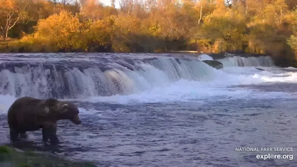 3-Oct-23 Otis at Brooks Falls | Copyright National Parks Service and/or Explore.org